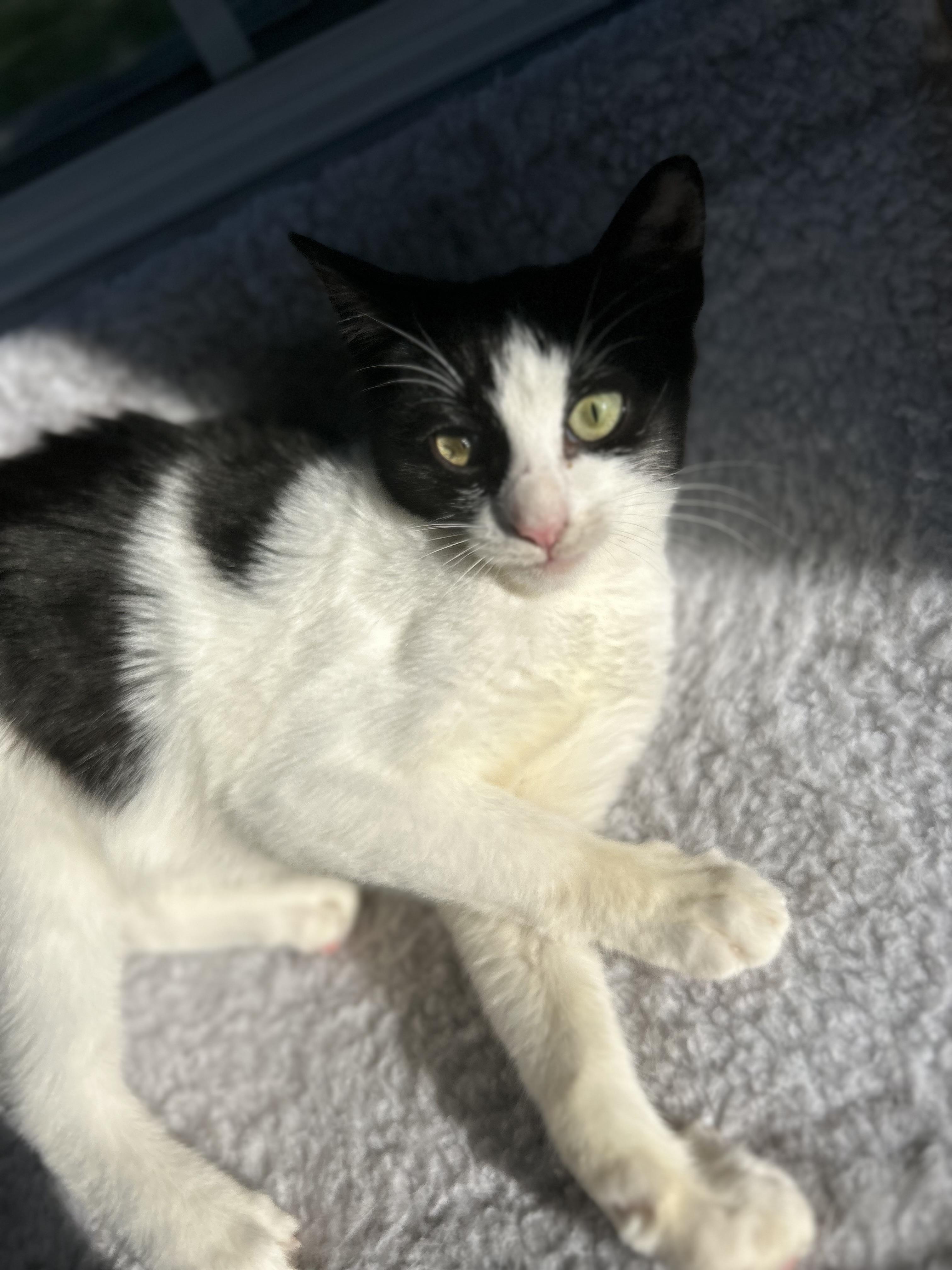 Enlarge Scarlett- LOVING KITTEN, a Adopted Tuxedo in Hartford, CT image 2/3