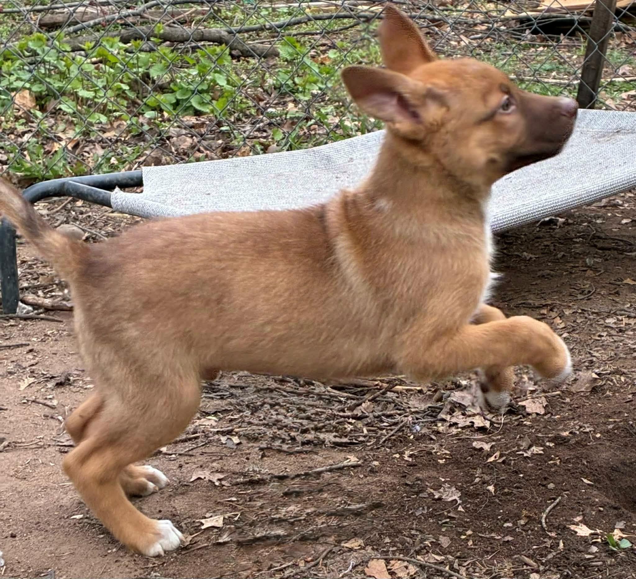 Rusty, an adopted mixed breed in Hayward, WI image 2/3