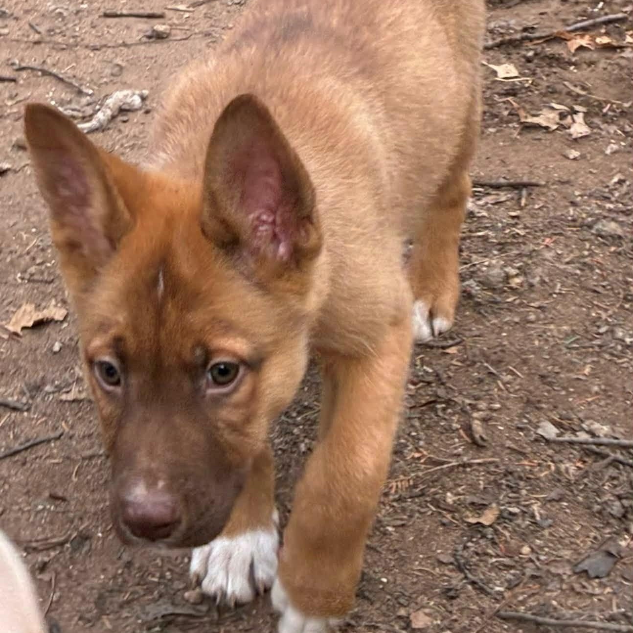 Rusty, adopted, Puppy Male Fox Terrier.