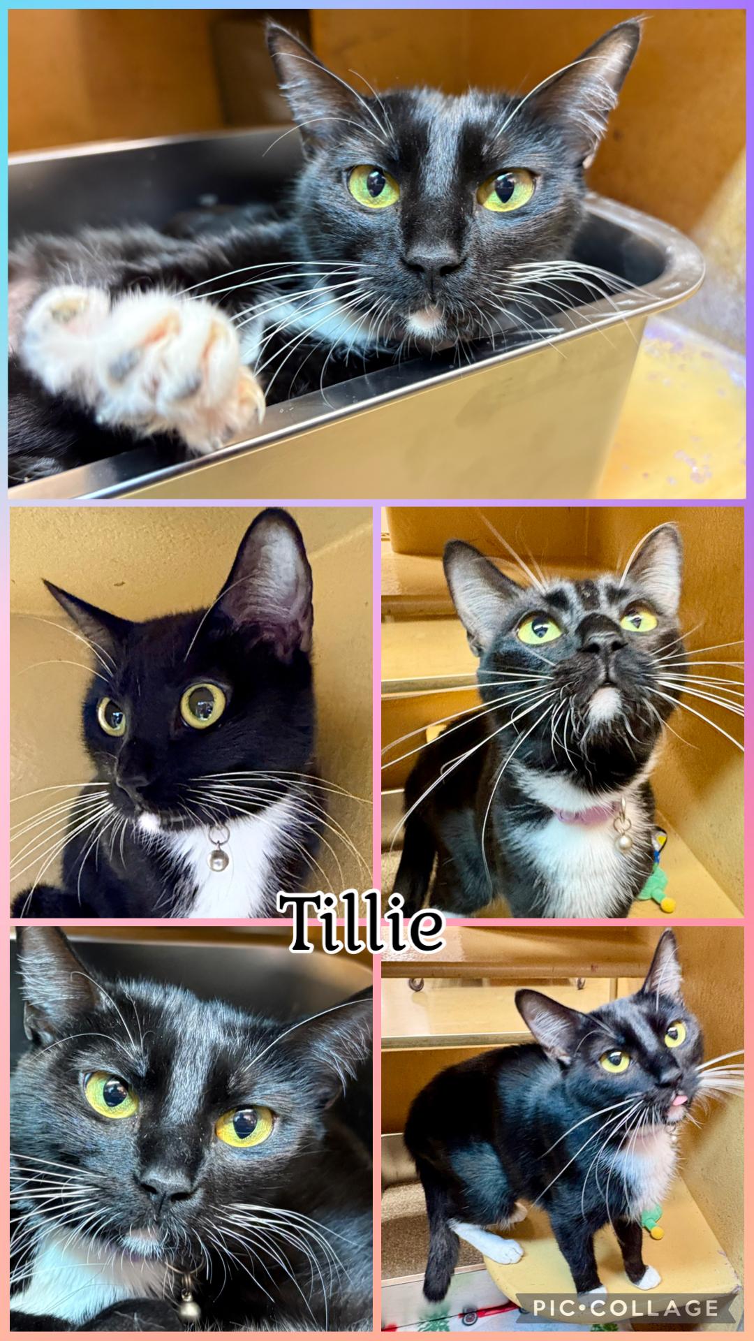 TILLIE, ADOPTABLE, Young Female Tuxedo.