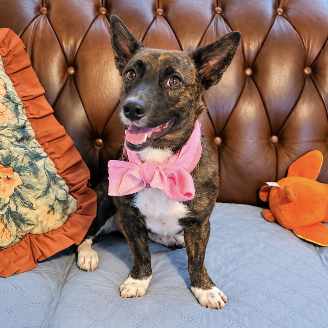 Enlarge Petunia, a Adoptable mixed breed in Mount Arlington, NJ image 1/6