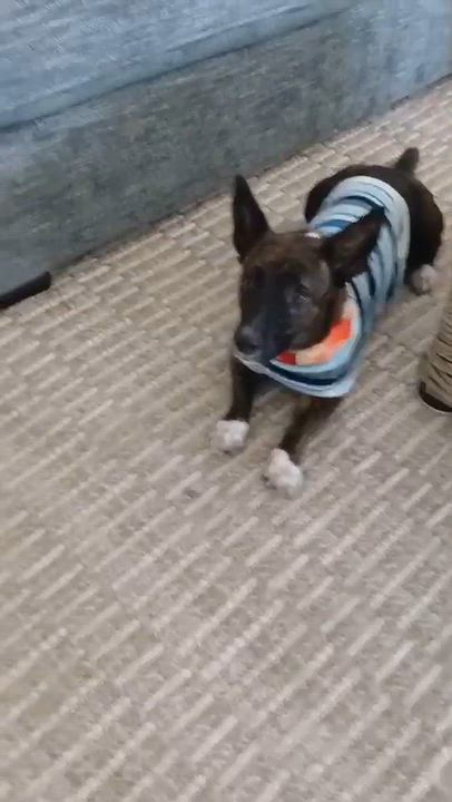 Enlarge Petunia, a Adoptable mixed breed in Mount Arlington, NJ video 6/6