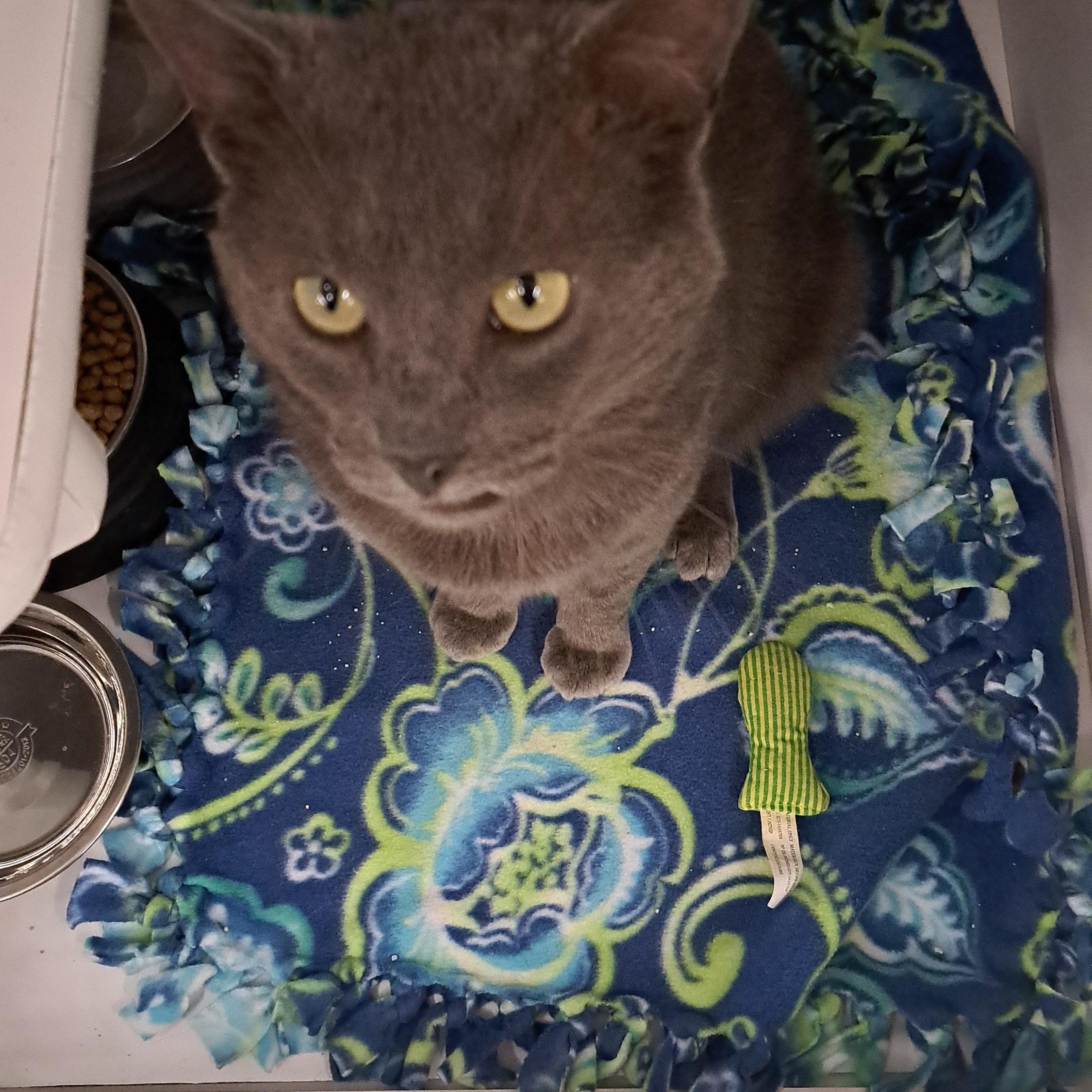 King, a ADOPTABLE Domestic Short Hair in Buffalo, NY image 2/3