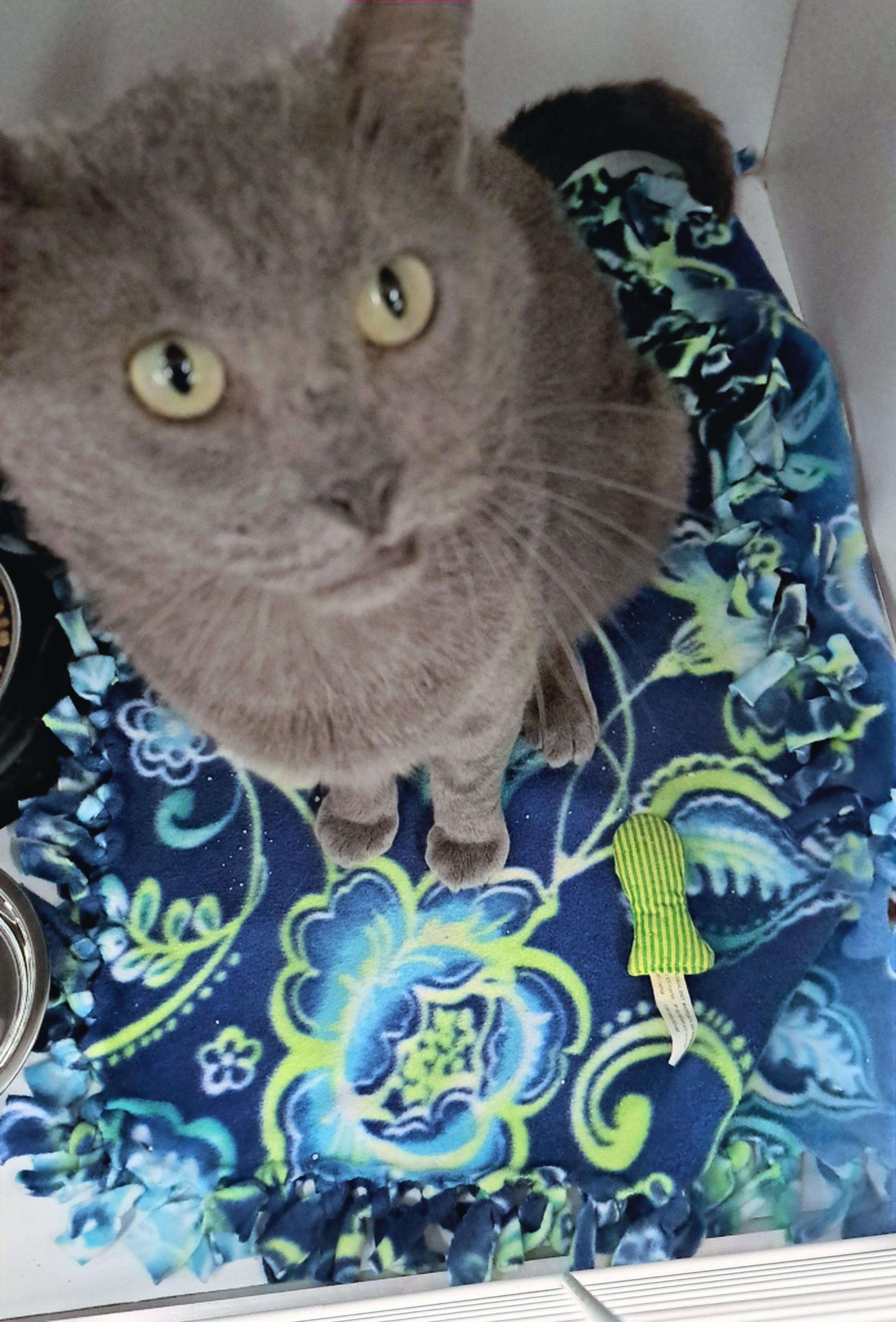 King, a ADOPTABLE Domestic Short Hair in Buffalo, NY image 1/3