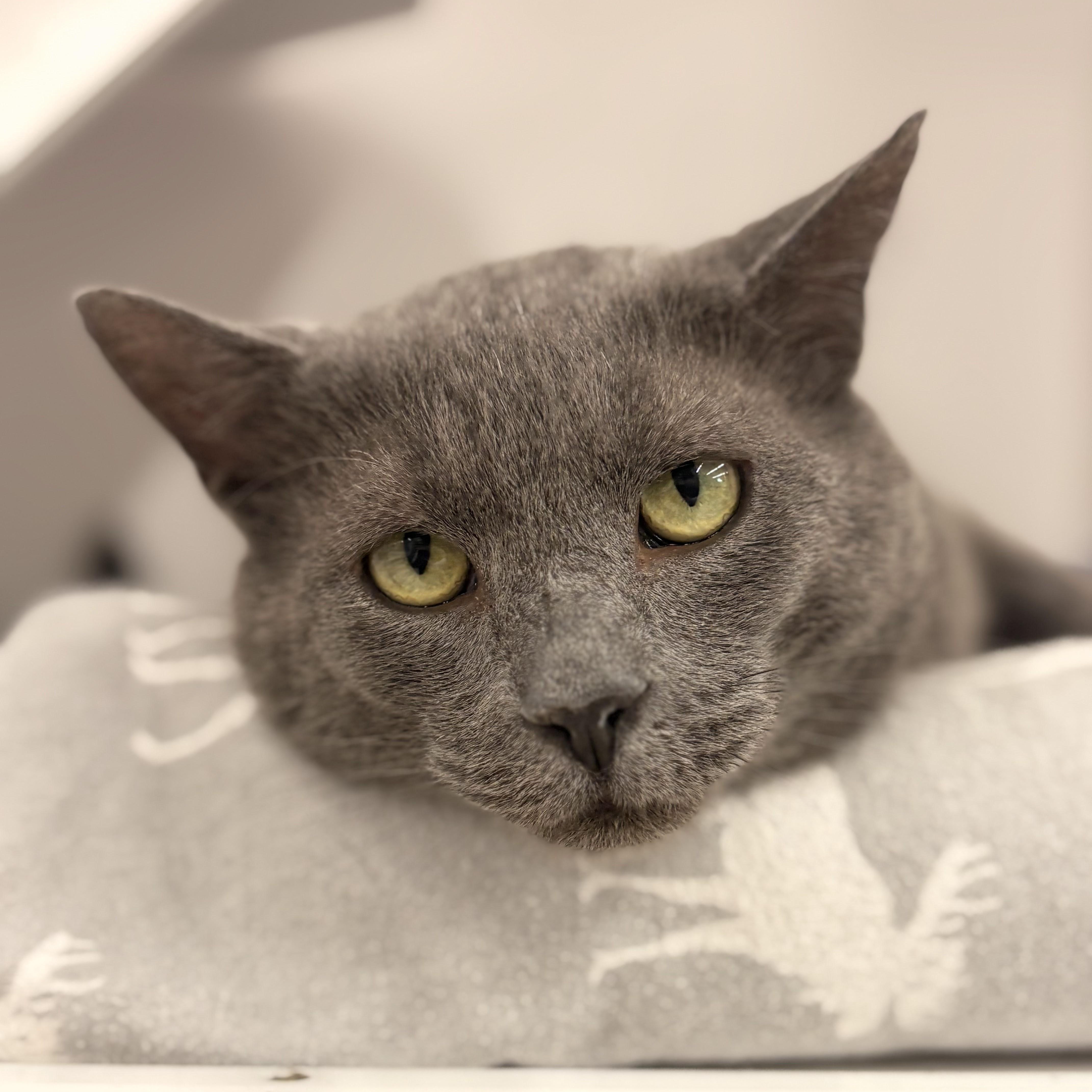 King — thumbnail 2