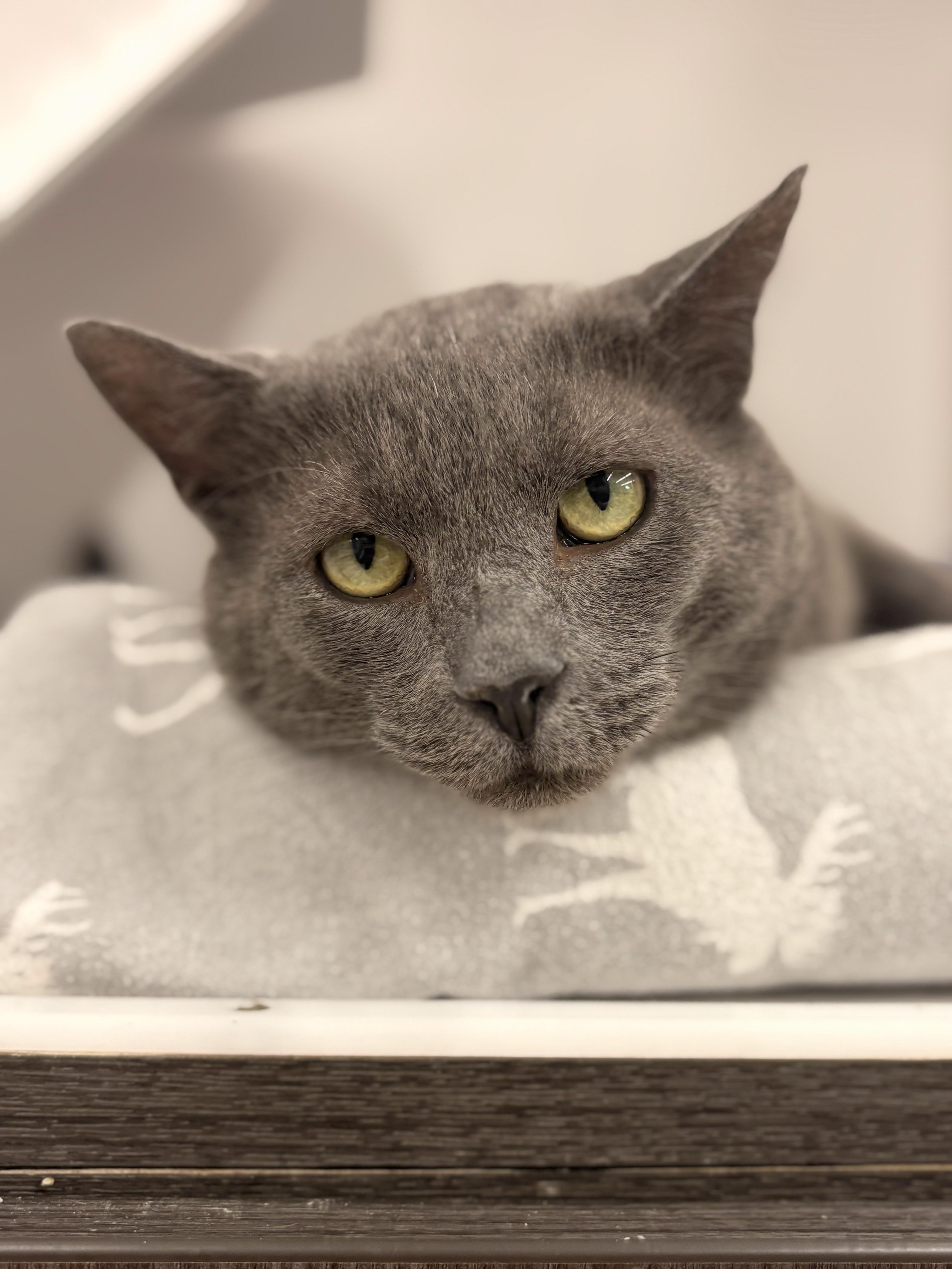 Enlarge King, a ADOPTABLE Domestic Short Hair in Buffalo, NY image 3/6