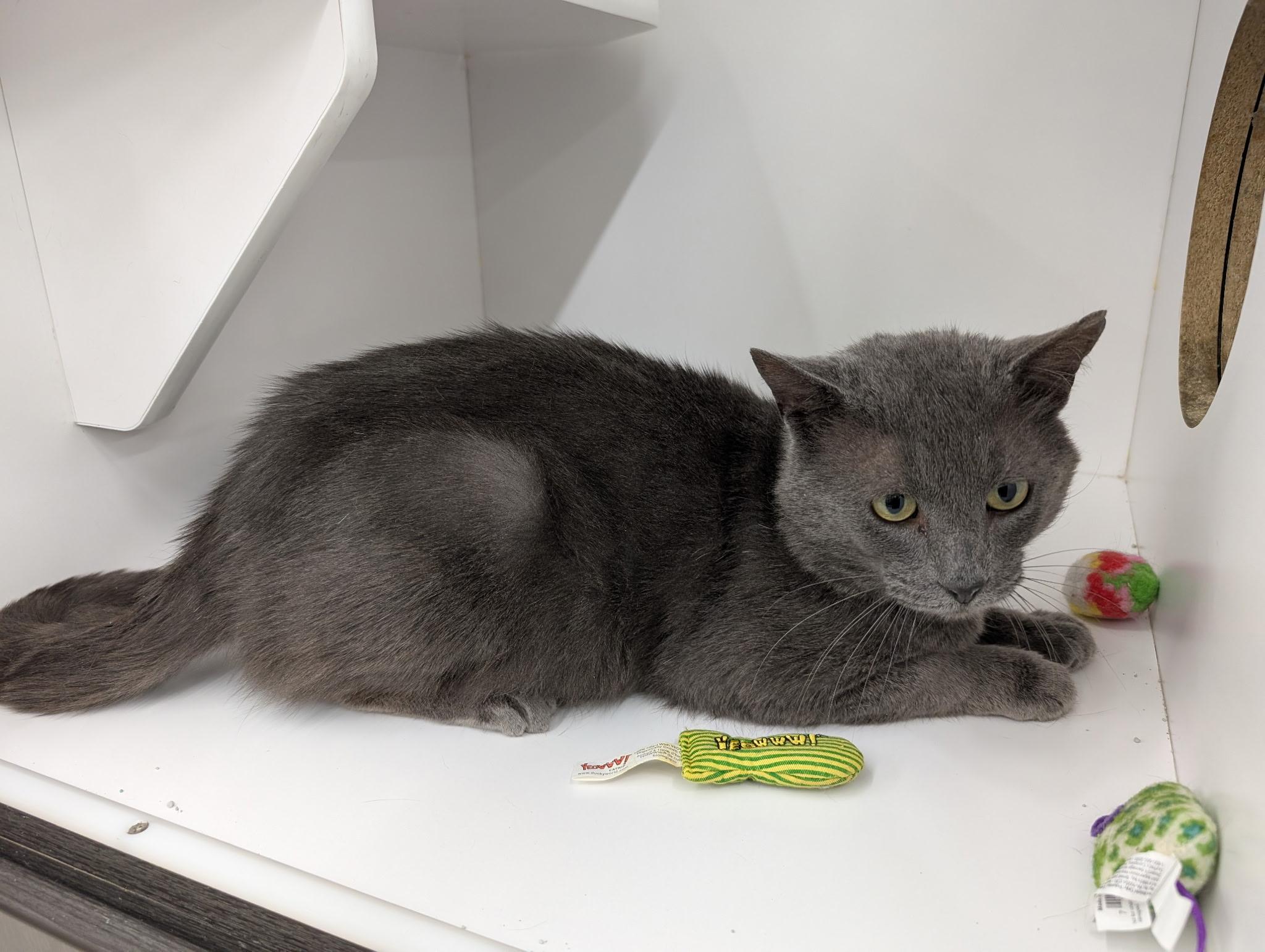 King, a ADOPTABLE Domestic Short Hair in Buffalo, NY image 3/3