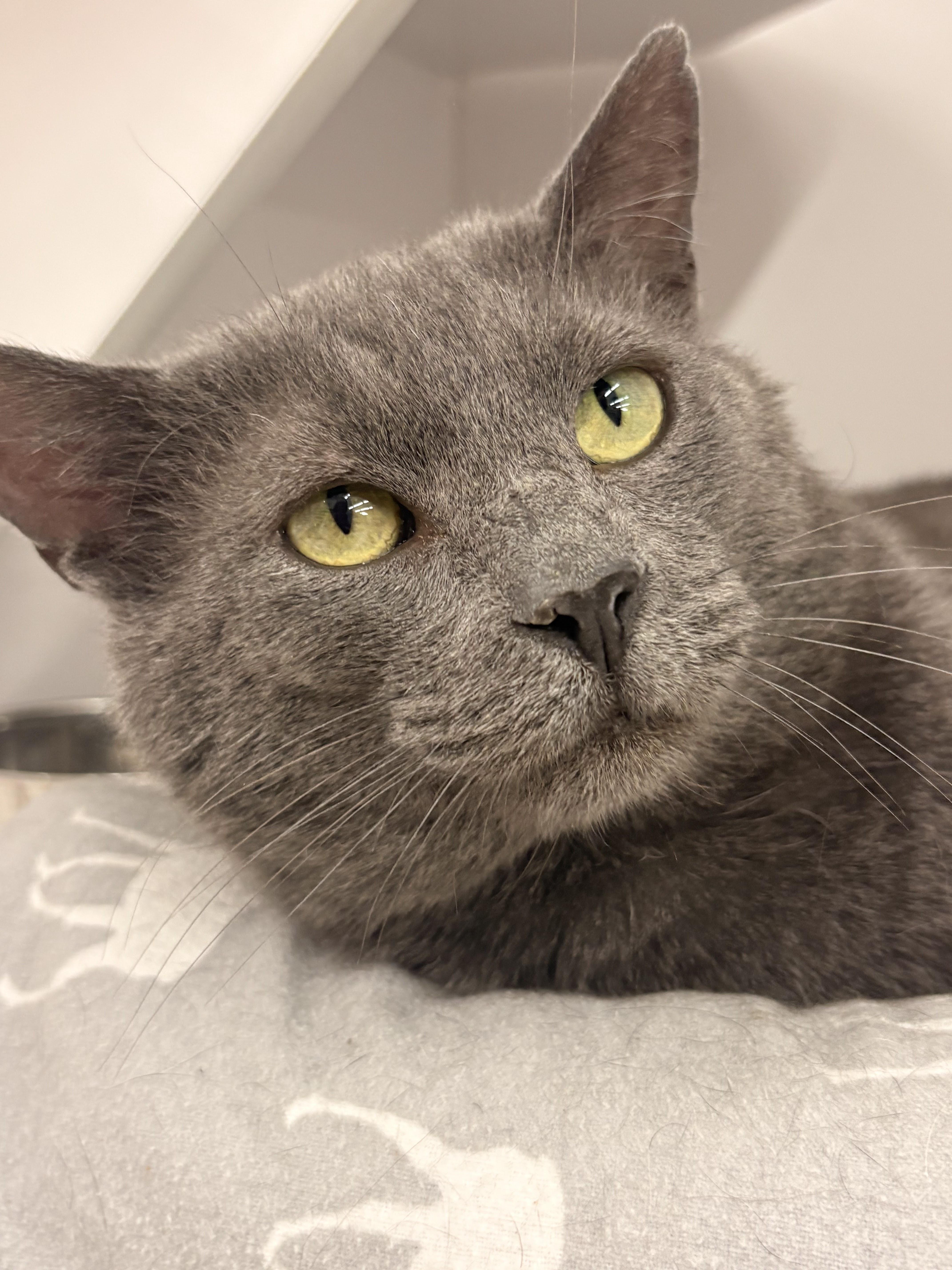 Enlarge King, a ADOPTABLE Domestic Short Hair in Buffalo, NY image 1/6
