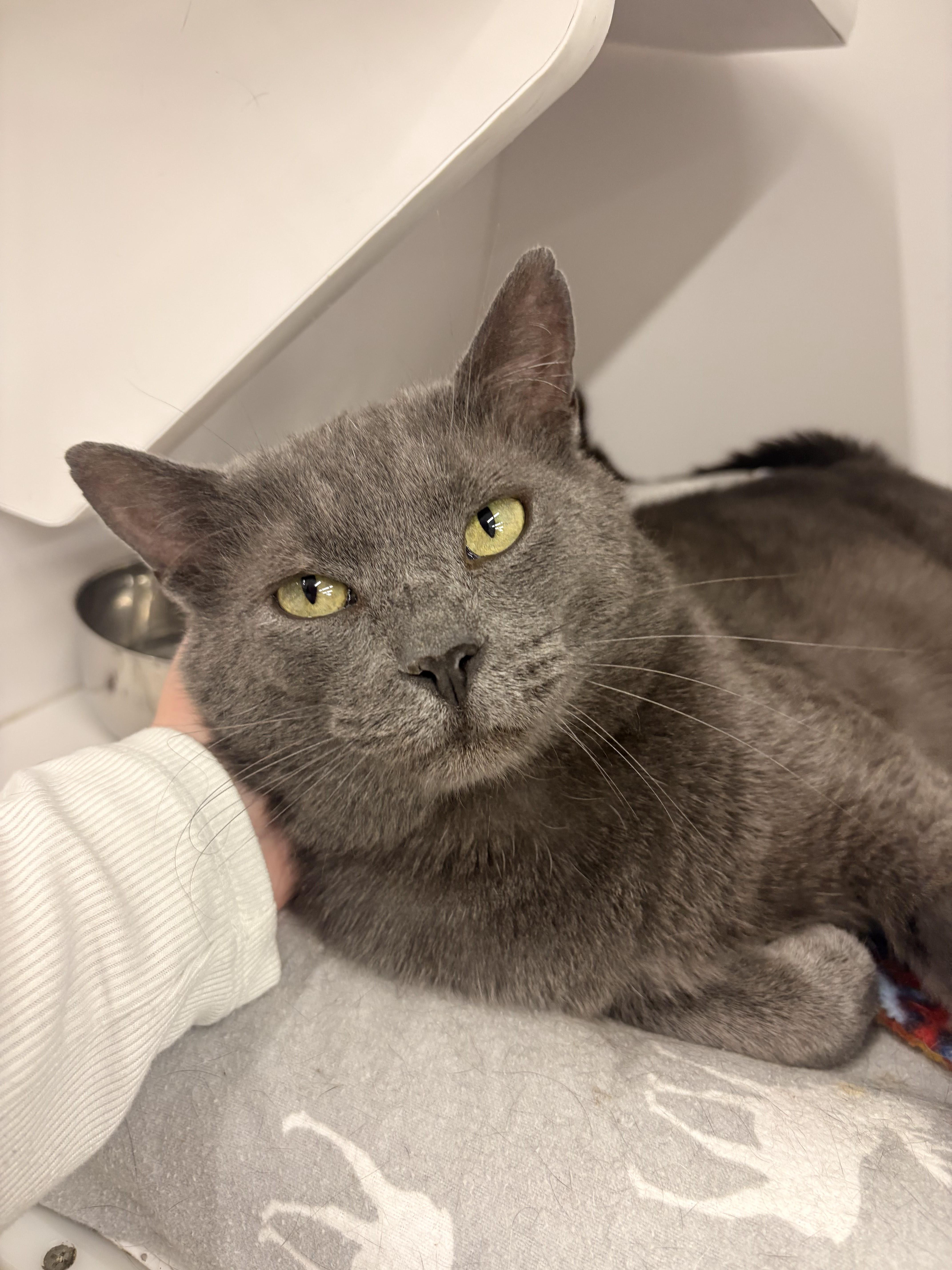 Enlarge King, a ADOPTABLE Domestic Short Hair in Buffalo, NY image 4/6
