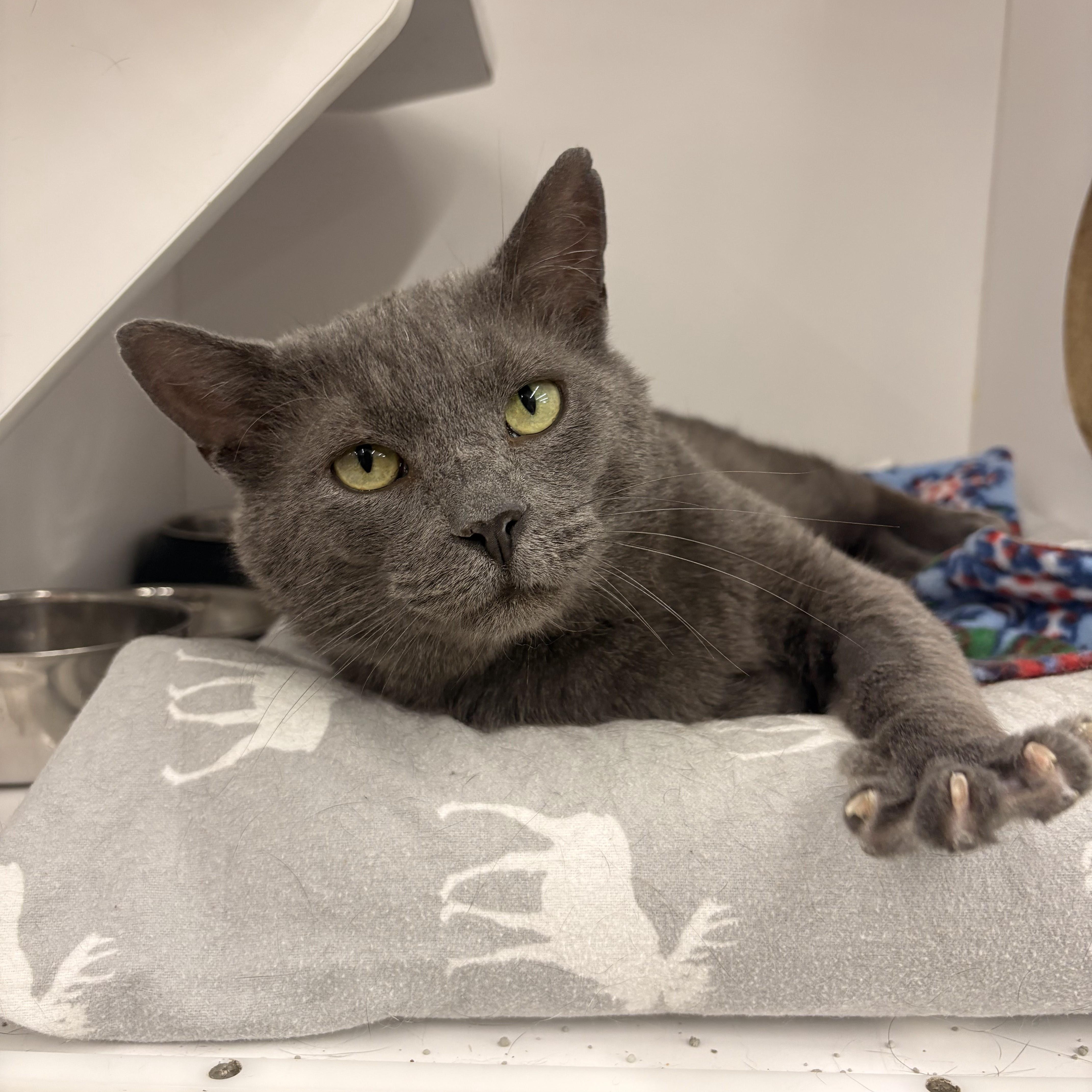 King — thumbnail 5