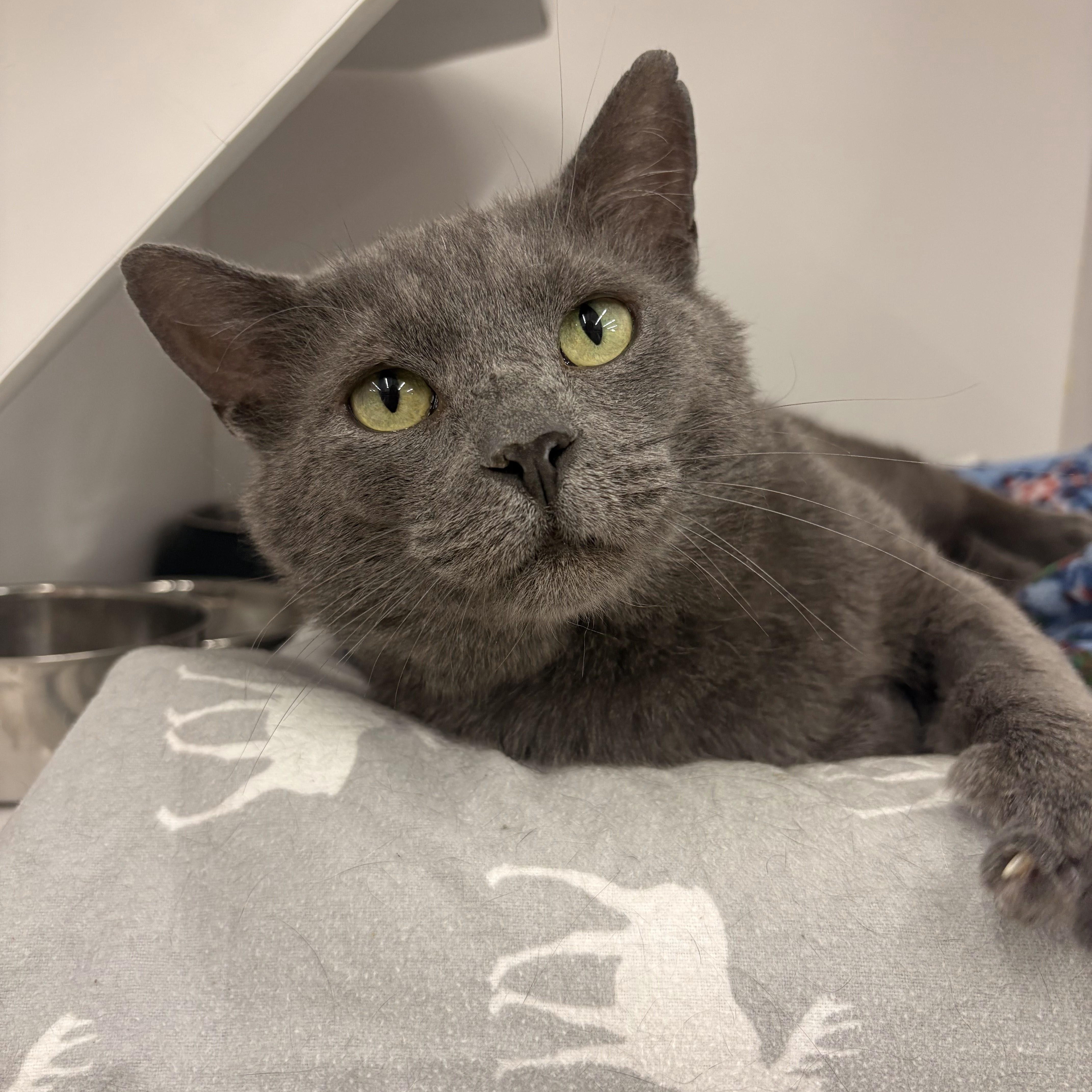 King — thumbnail 6