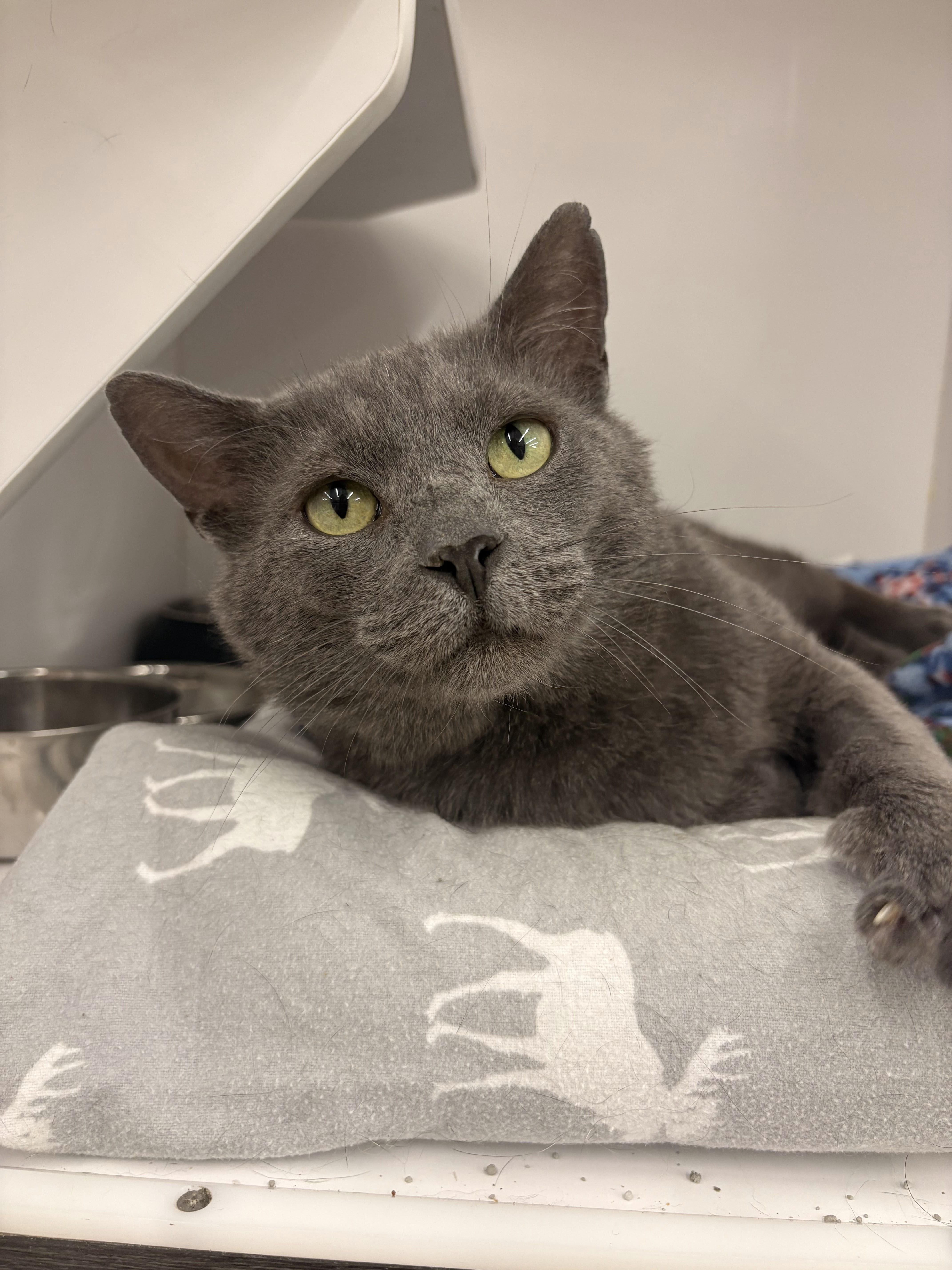 Enlarge King, a ADOPTABLE Domestic Short Hair in Buffalo, NY image 5/6