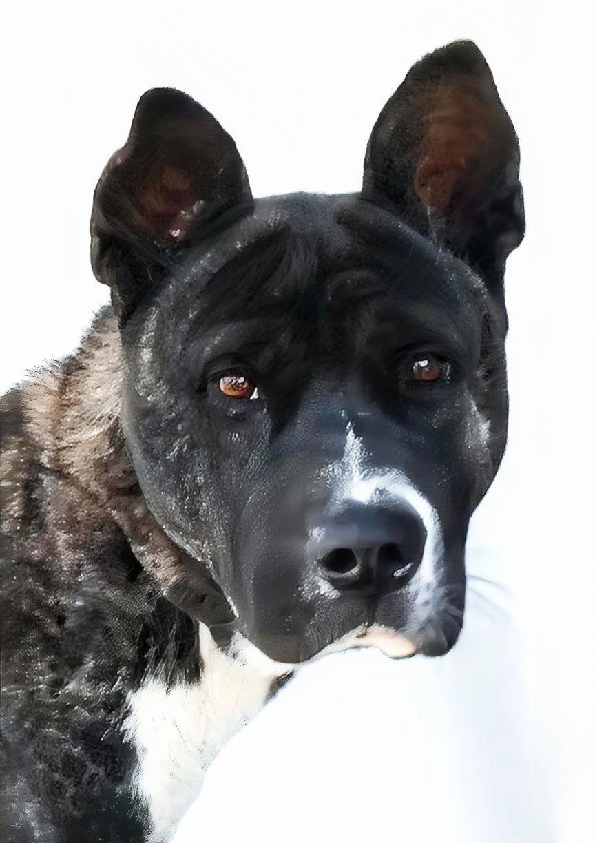 ARNIE, Adoptable, Adult Male Akita.