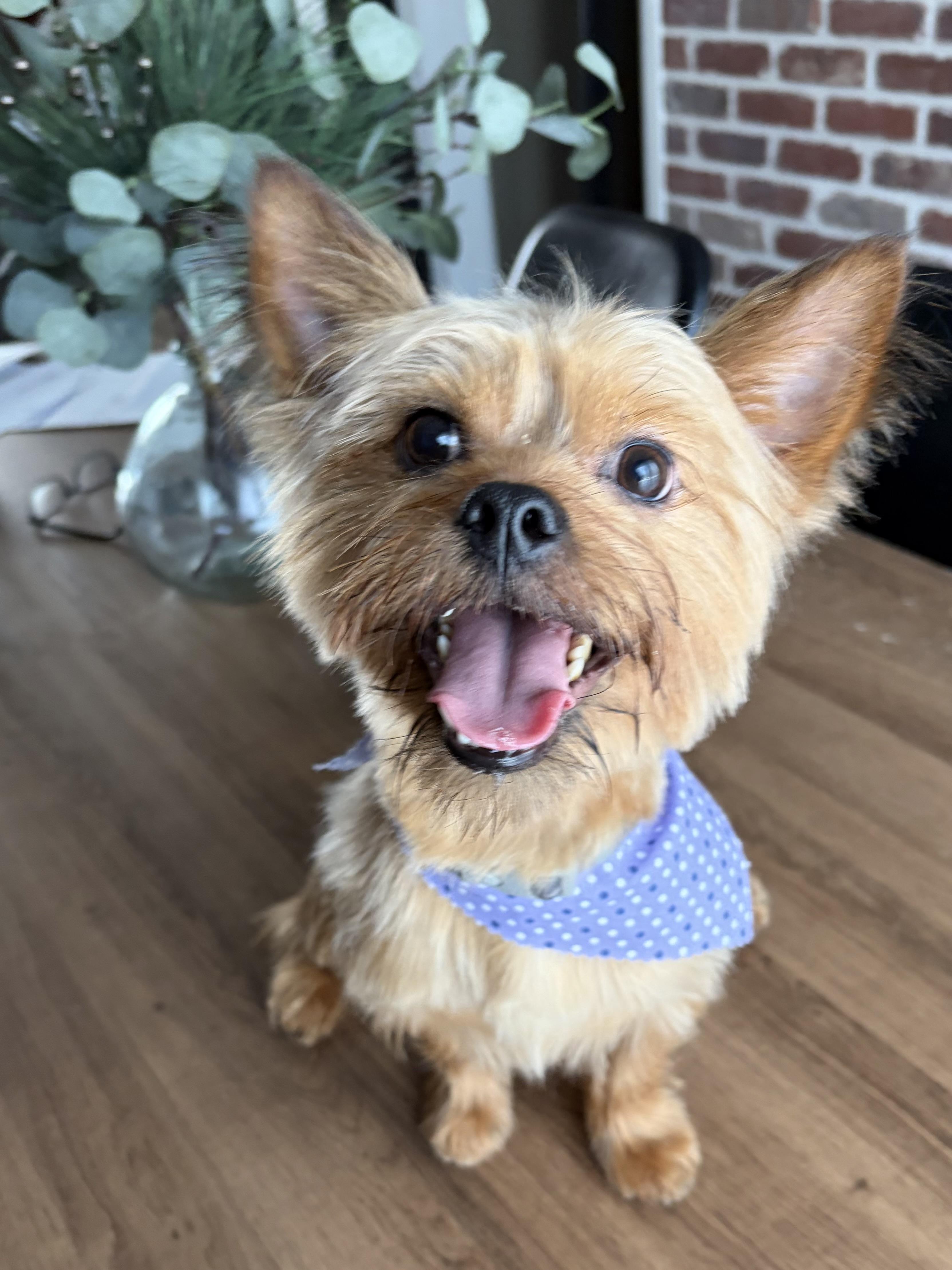 Loki, adopted, Young Male Yorkshire Terrier.