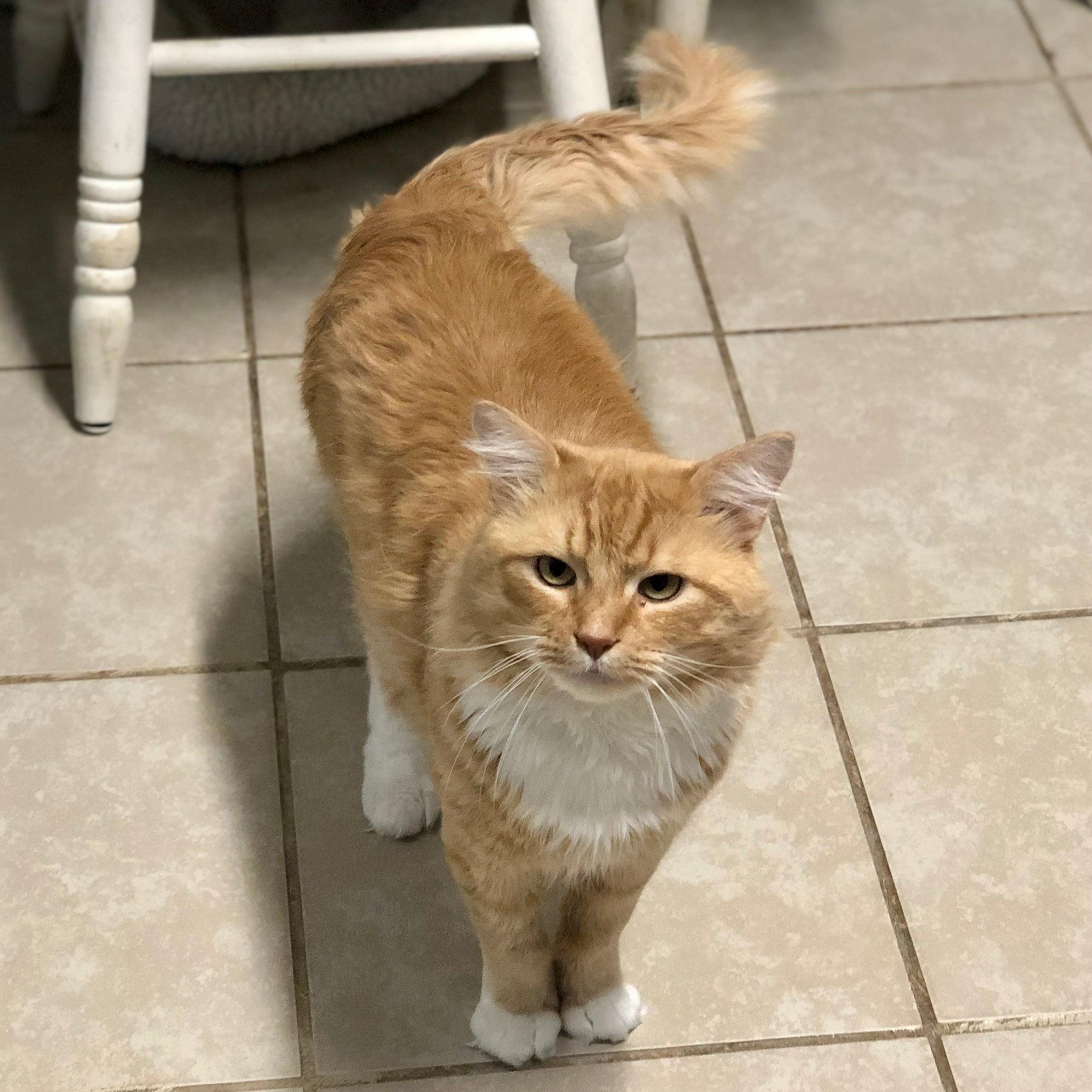 Ted, Adoptable, Adult Male Domestic Medium Hair.