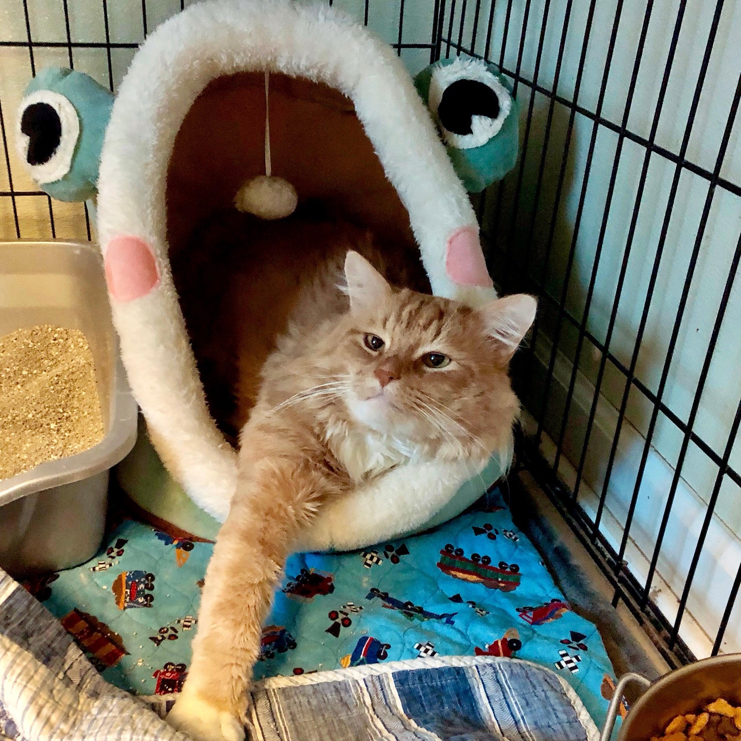 Ted, a Adoptable Domestic Medium Hair in Gallatin, TN image 2/2