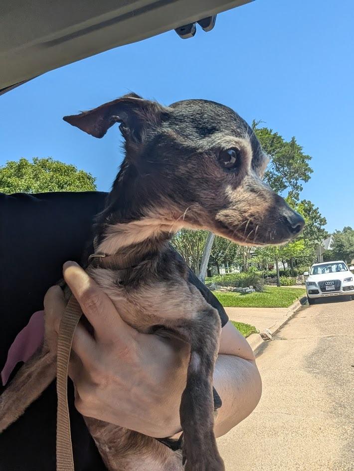 Marvin - hoarding case, Adoptable, Senior Male Chihuahua & Italian Greyhound.