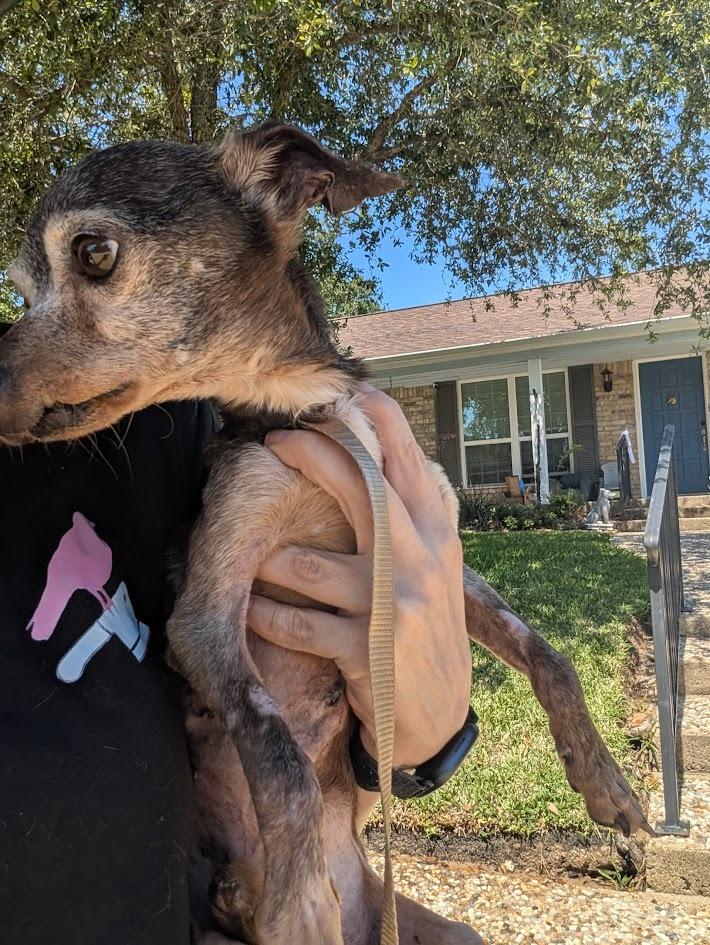 Marvin - hoarding case, a Adoptable mixed breed in Bryan, TX image 2/5