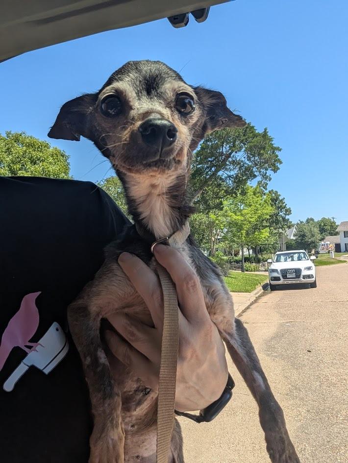 Marvin - hoarding case, a Adoptable mixed breed in Bryan, TX image 3/5