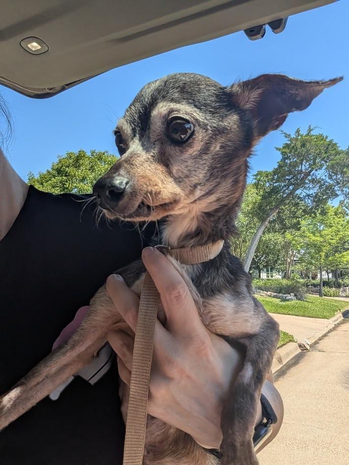 Marvin - hoarding case, a Adoptable mixed breed in Bryan, TX image 4/5