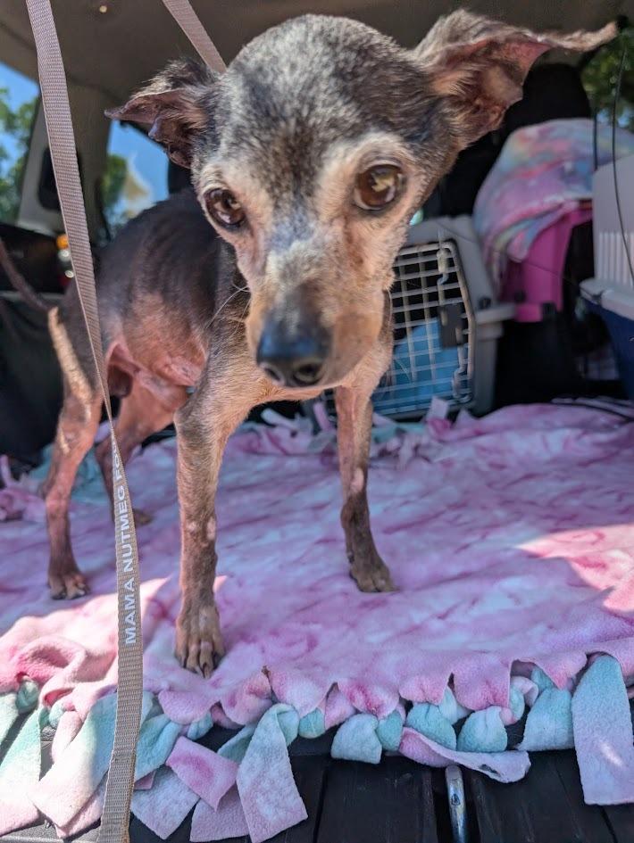 Marvin - hoarding case, a Adoptable mixed breed in Bryan, TX image 5/5