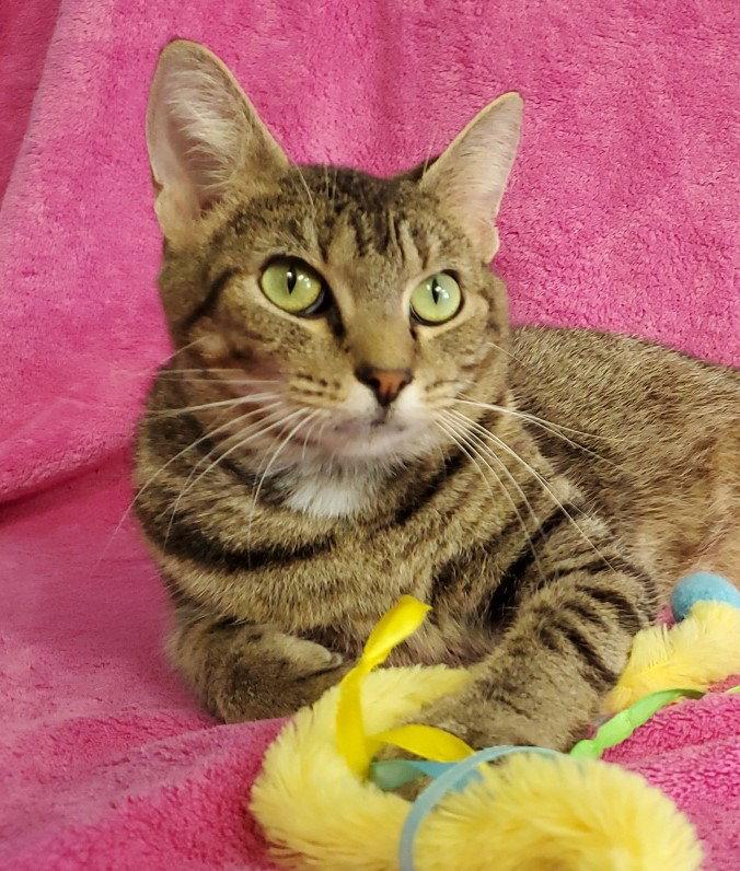 Enlarge Amelia, a Adoptable Domestic Short Hair in Greenville, IL image 1/1