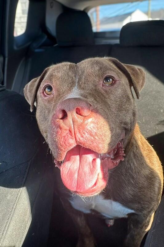 Enlarge Clee, a Adoptable Mixed Breed in Miamitown, OH image 1/5