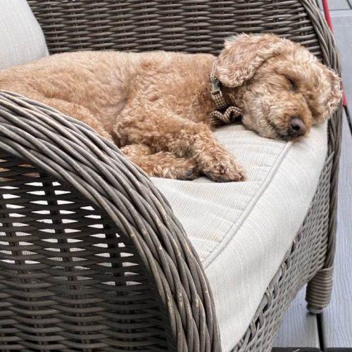 Enlarge Kenzo, a Adoptable Miniature Poodle in Shakespeare, ON image 1/6