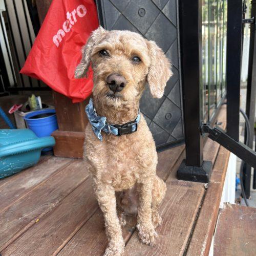 Enlarge Kenzo, a Adoptable Miniature Poodle in Shakespeare, ON image 2/6