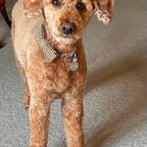 Enlarge Kenzo, a Adoptable Miniature Poodle in Shakespeare, ON image 3/6