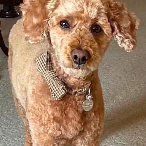 Enlarge Kenzo, a Adoptable Miniature Poodle in Shakespeare, ON image 4/6