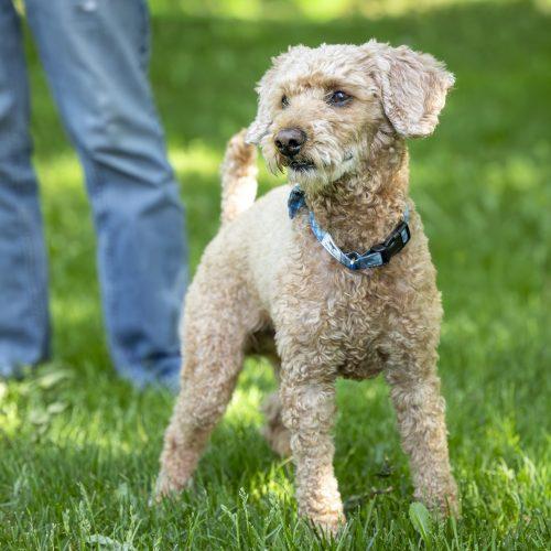 Enlarge Kenzo, a Adoptable Miniature Poodle in Shakespeare, ON image 5/6