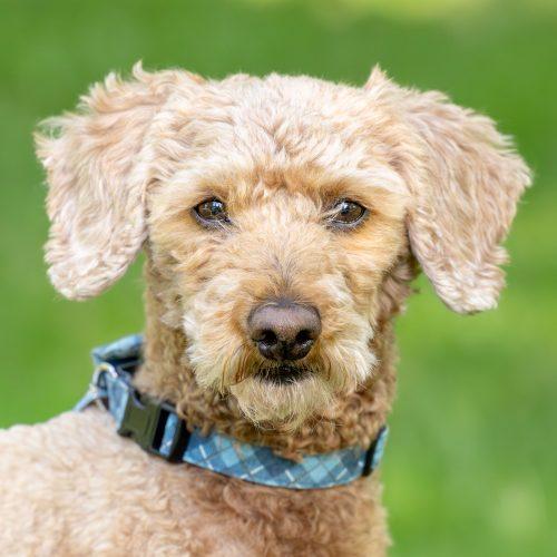 Enlarge Kenzo, a Adoptable Miniature Poodle in Shakespeare, ON image 6/6