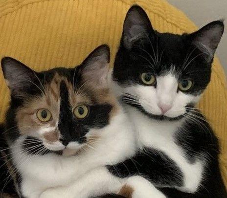 Chloe, Adoptable, Kitten Female Domestic Short Hair.