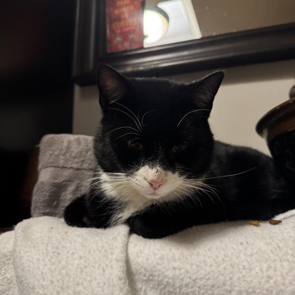 Enlarge Affogato, a Adoptable Domestic Short Hair in Wakefield, MA image 1/3