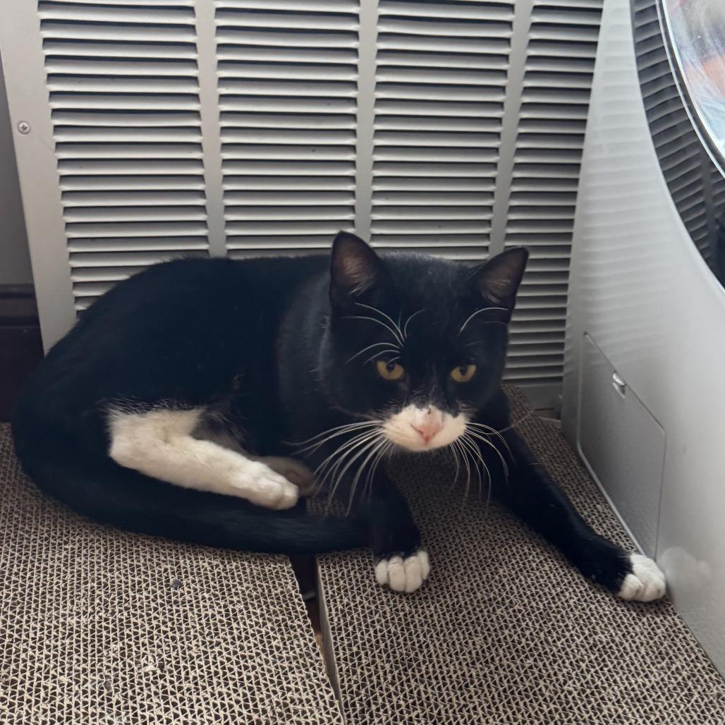 Affogato — thumbnail 2