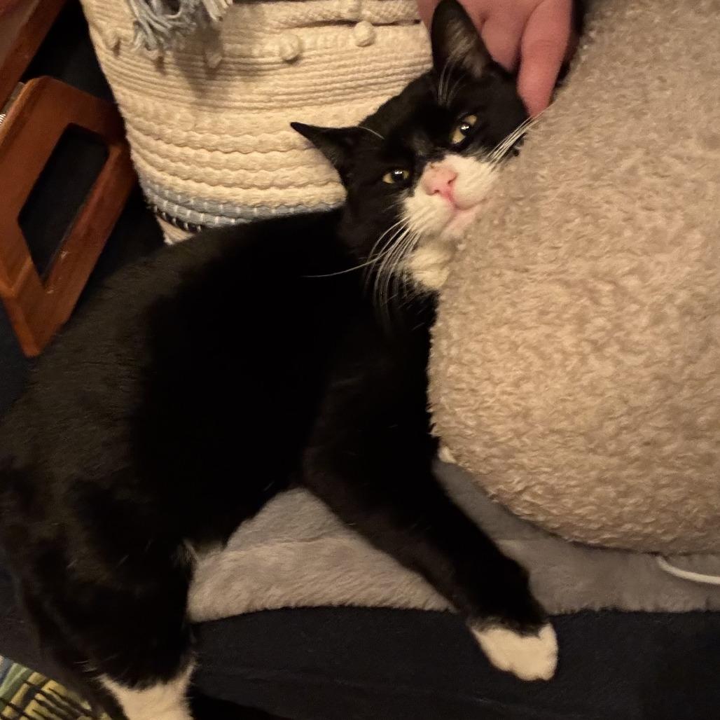 Enlarge Affogato, a Adoptable Domestic Short Hair in Wakefield, MA image 3/3