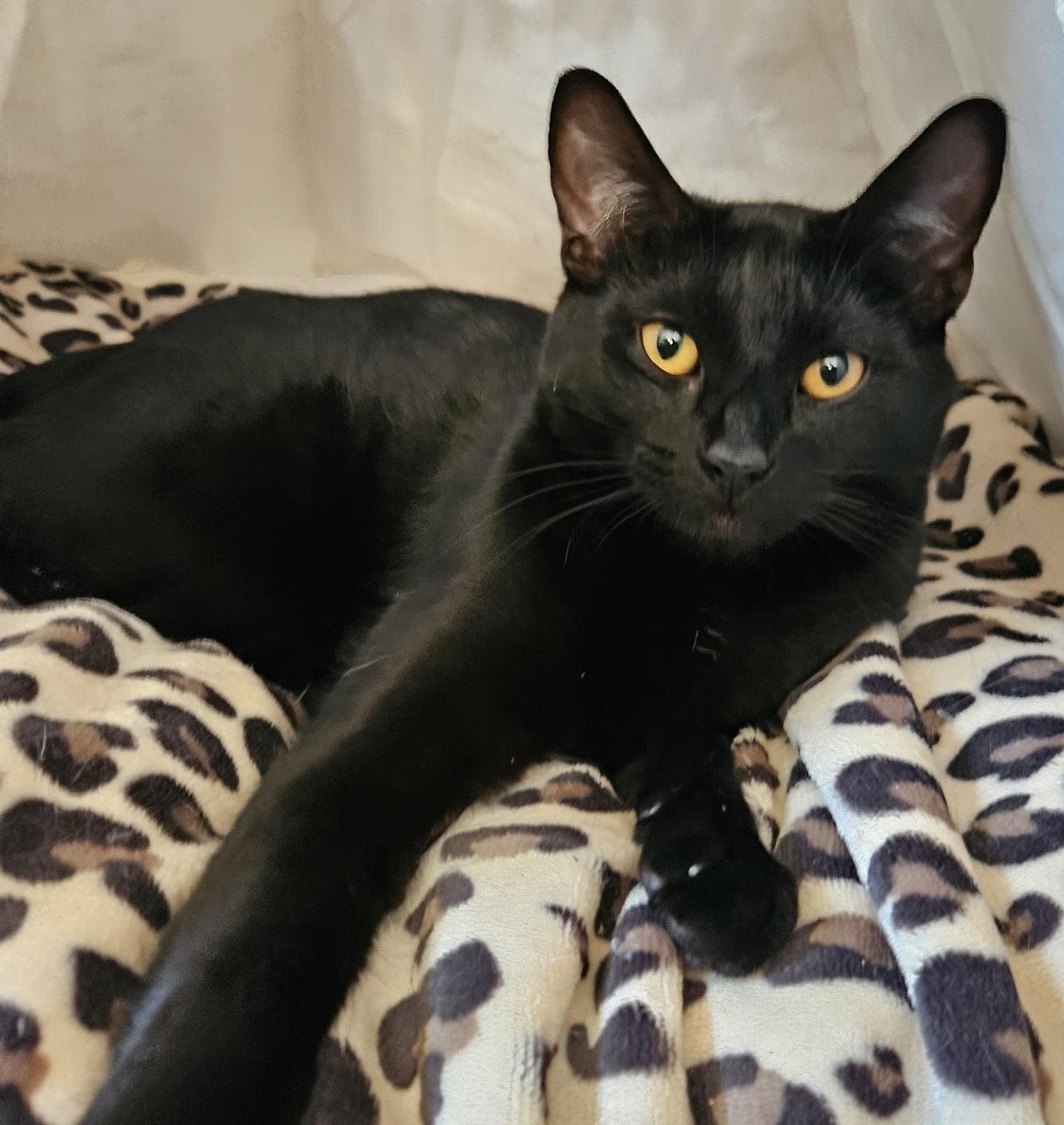 Beefy, Adoptable, Adult Male Domestic Short Hair.