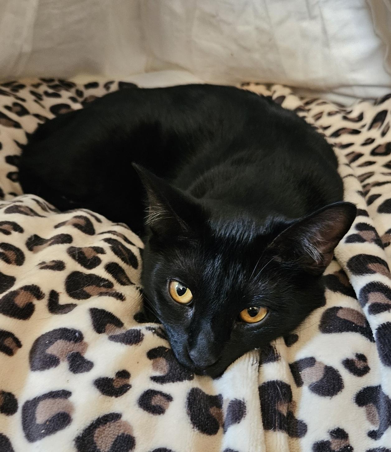 Beefy, a Adoptable Domestic Short Hair in warrenville, SC image 3/3