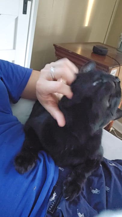 Enlarge Beefy, a Adoptable Domestic Short Hair in warrenville, SC video 4/4