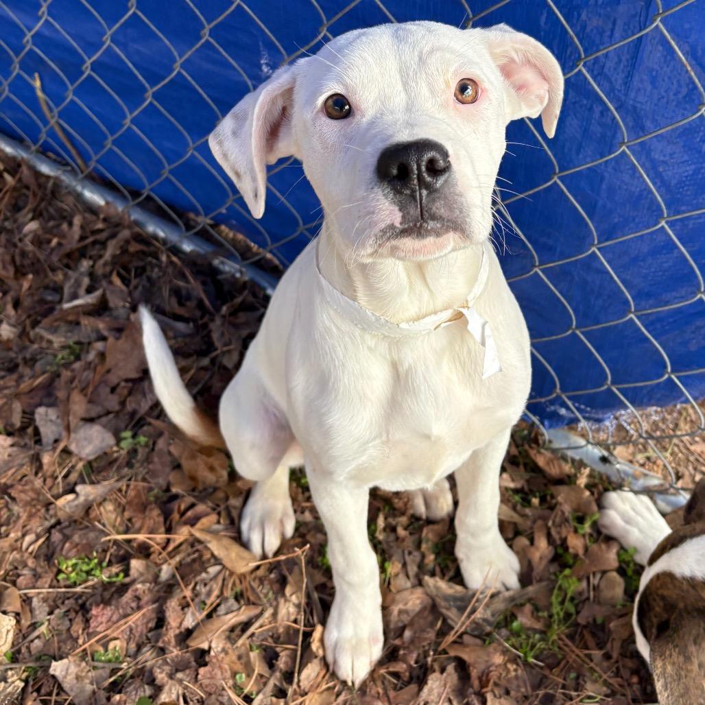 Enlarge Blossom, a Adoptable mixed breed in Portland, ME image 4/6