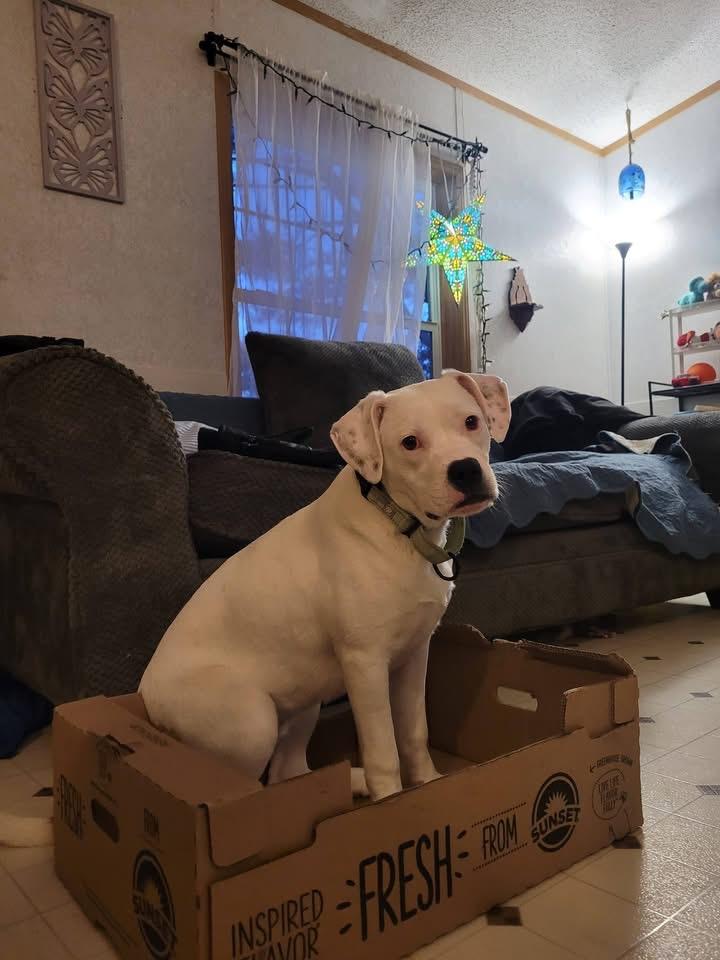 Enlarge Blossom, a Adoptable mixed breed in Portland, ME image 6/6