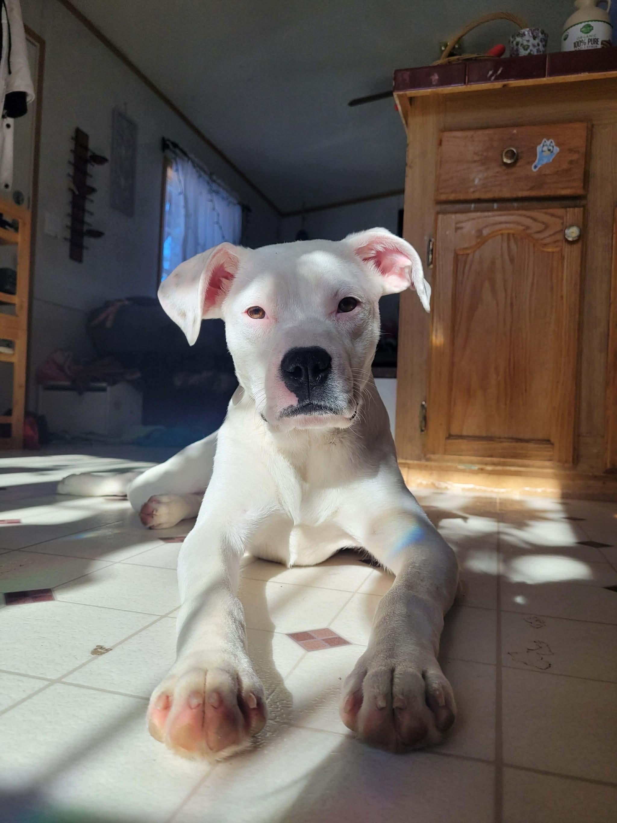 Enlarge Blossom, a Adoptable mixed breed in Portland, ME image 3/6