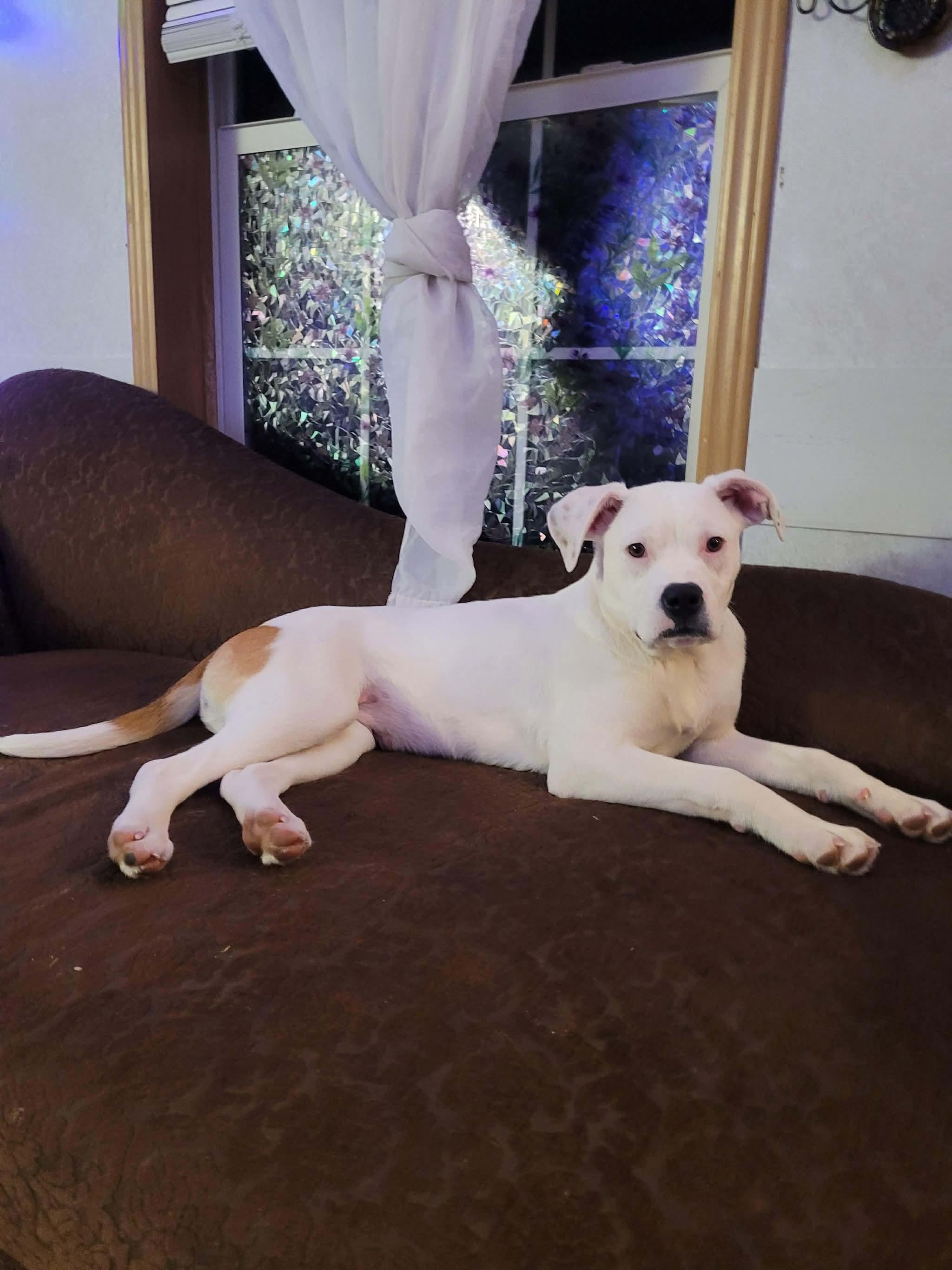 Enlarge Blossom, a Adoptable mixed breed in Portland, ME image 5/6