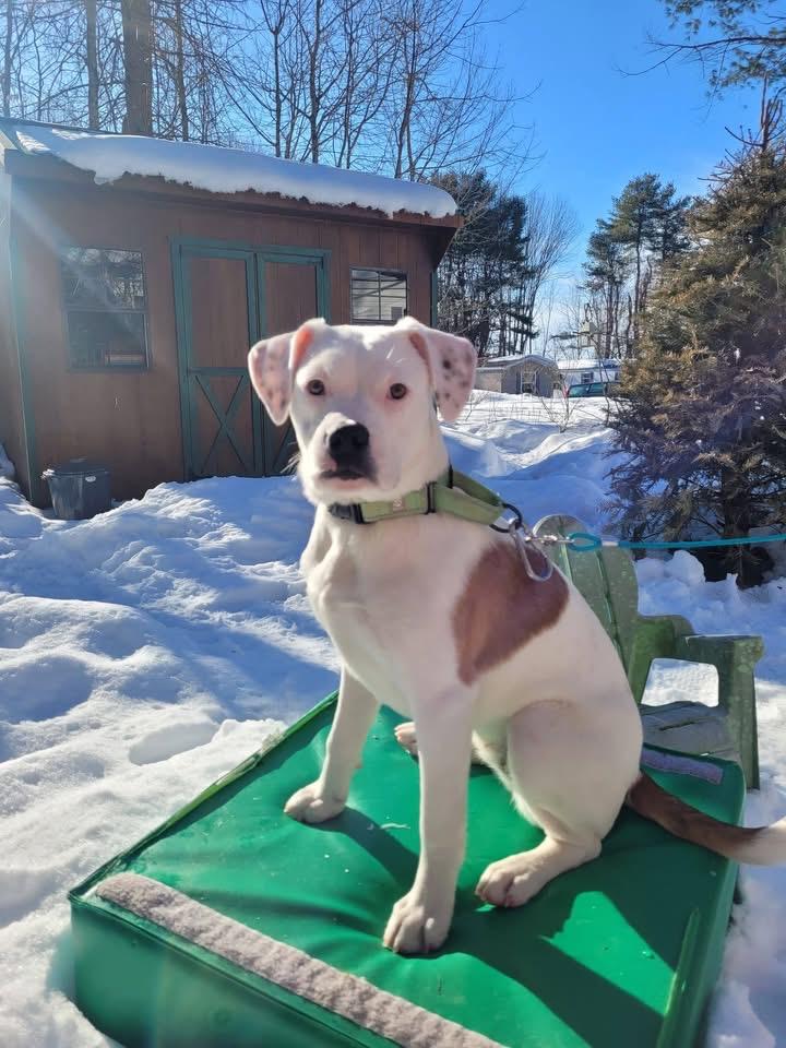 Enlarge Blossom, a Adoptable mixed breed in Portland, ME image 1/6
