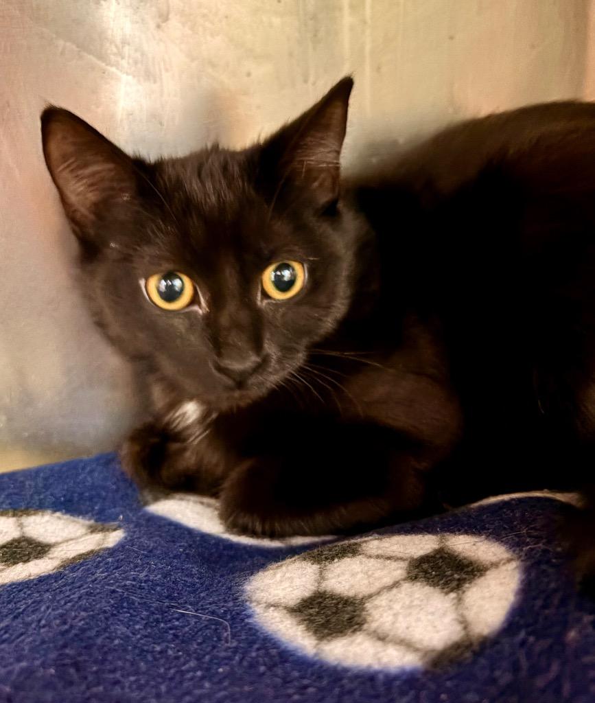 Mila, Adoptable, Kitten Female Domestic Short Hair.