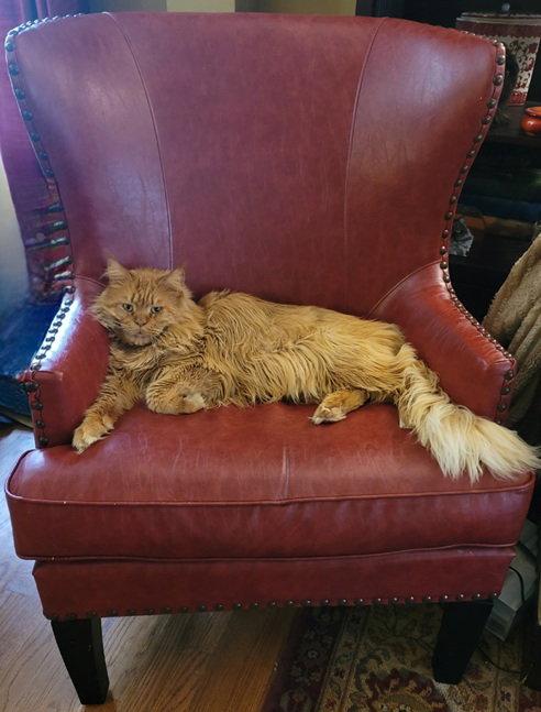 Joe, Adoptable, Adult Male Maine Coon.