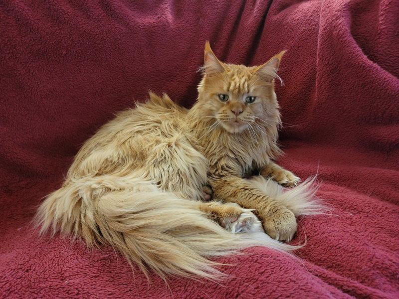 Enlarge Joe, a Adoptable Maine Coon in Nashville, TN image 3/3