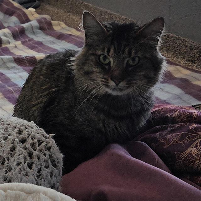 Enlarge APPA, a Adoptable Domestic Long Hair in Centerville, MA image 1/1