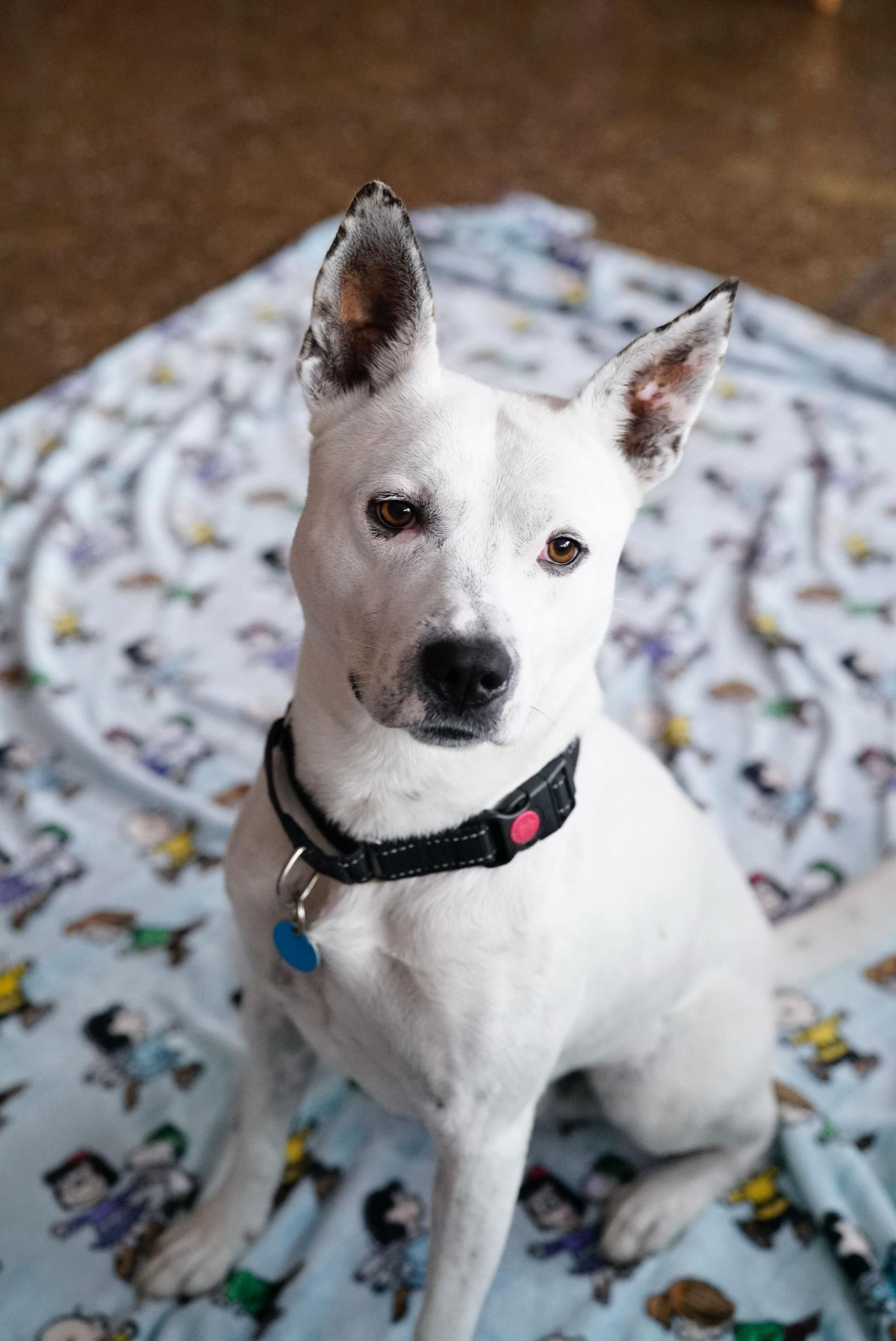 Enlarge Andrew, a Adoptable mixed breed in Pasadena, CA image 4/6